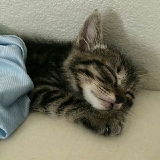 MIXのオハナくん、気持ちよさそうにおねんね中♪