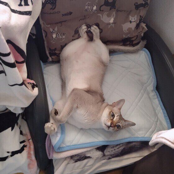 はる  シンガプーラ　夏バテ