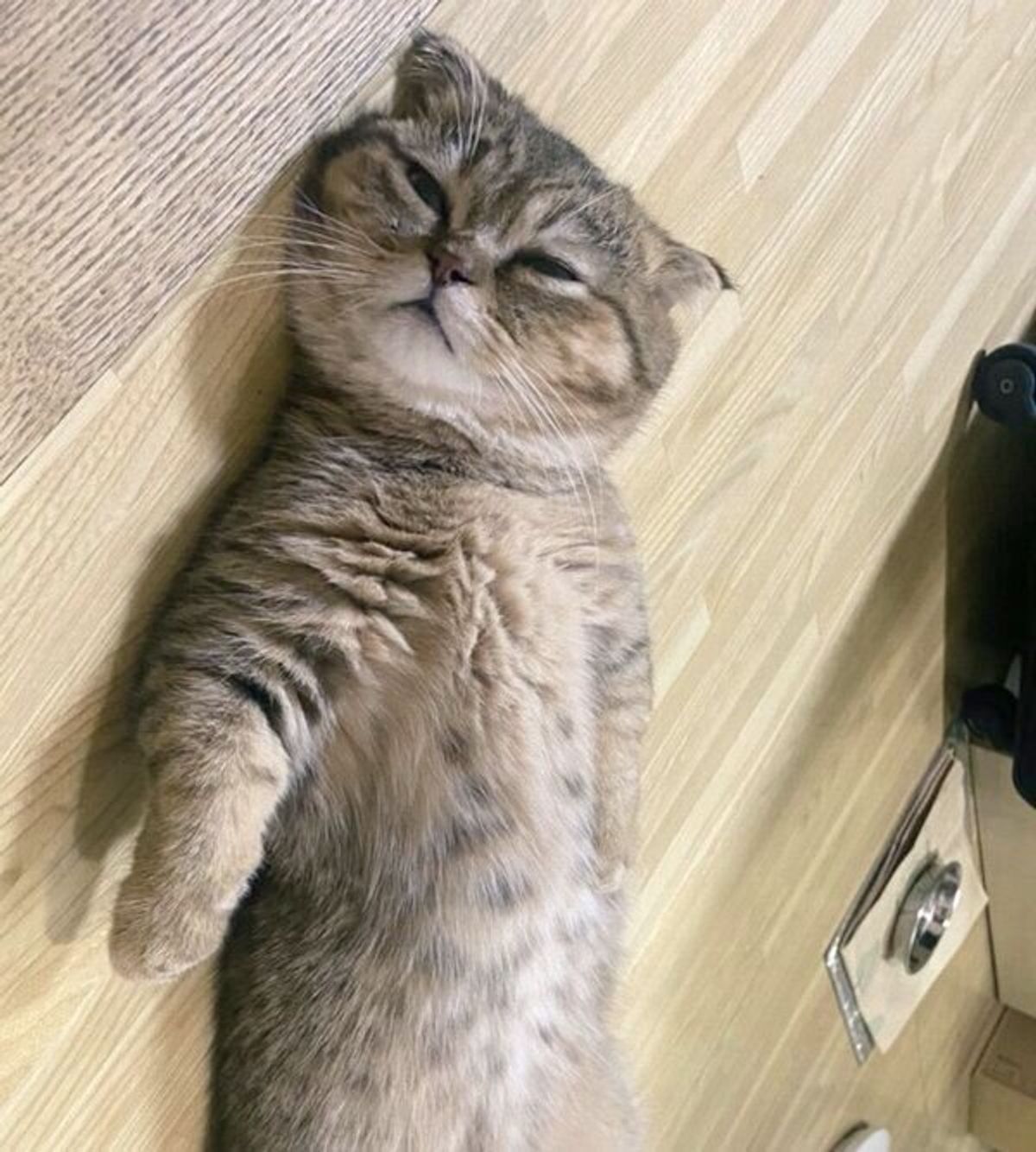 お留守番がイヤで ジト目 で不満を訴える子猫 機嫌が直った きっかけ が可愛い ねこのきもちweb Magazine お留守番がイヤで ジト目 で不満を訴える子猫 機嫌が直った きっかけ が可愛い ねこのきもちweb Magazine
