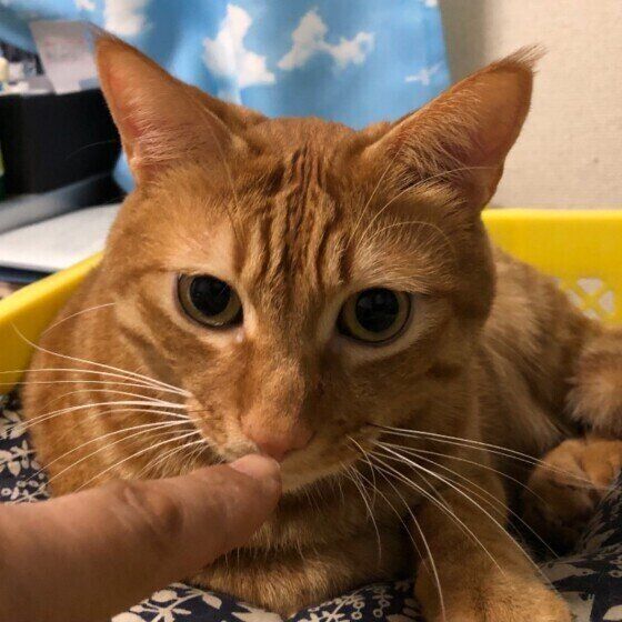 指のニオイをかぐウリくん