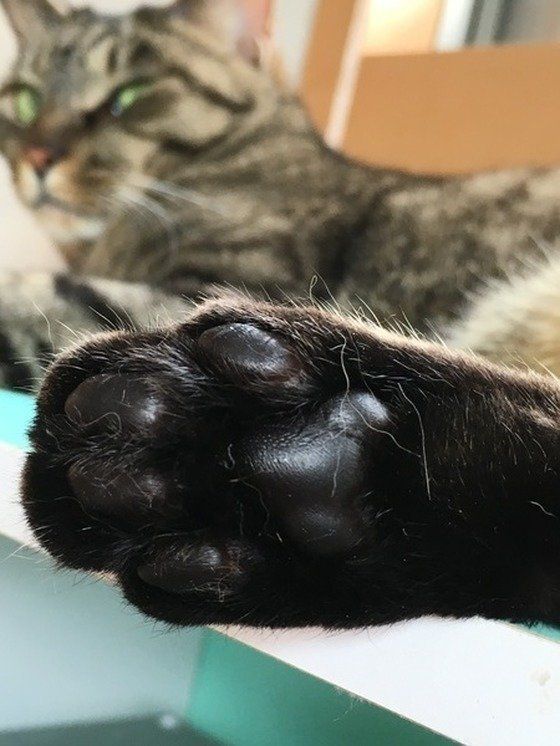 ねこのきもち投稿写真ギャラリー