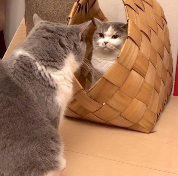 立ち退き交渉をするドラ千代くんとねね子ちゃん