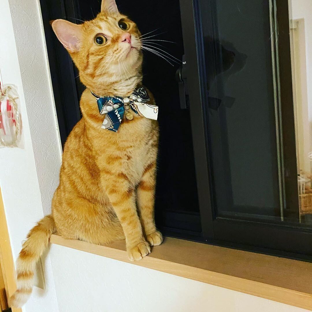 茶トラ猫のテトちゃん