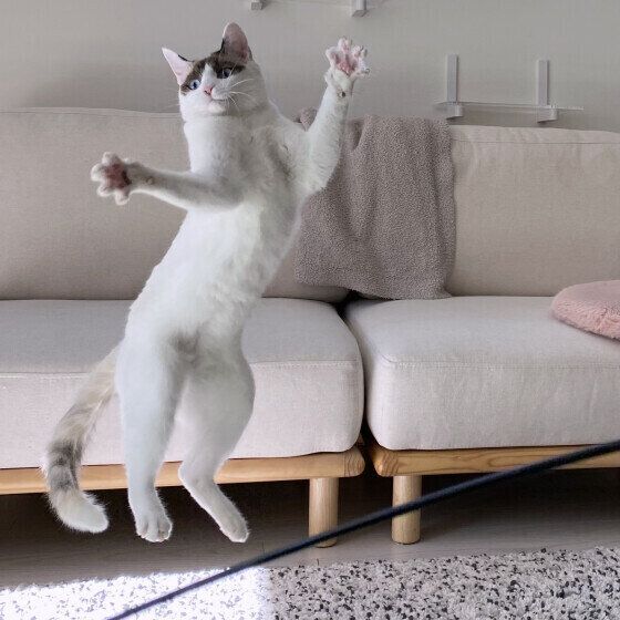 白のなでしこちゃん