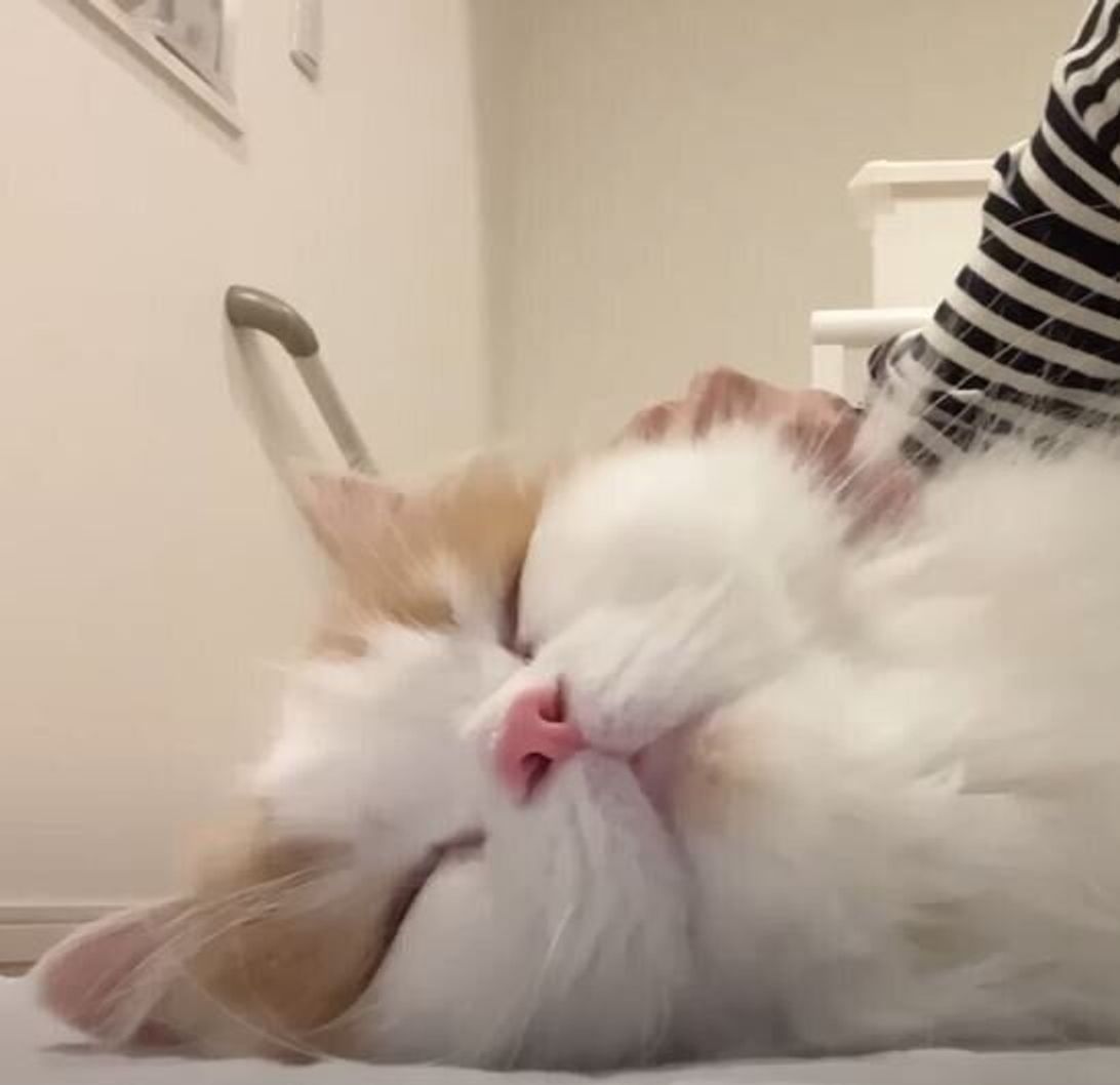 1週間ぶりに飼い主さんと再会する猫 全力のハグがかわいくてたまらない ねこのきもちweb Magazine 1週間ぶりに飼い主さんと再会する猫 全力のハグがかわいくてたまらない ねこのきもちweb Magazine