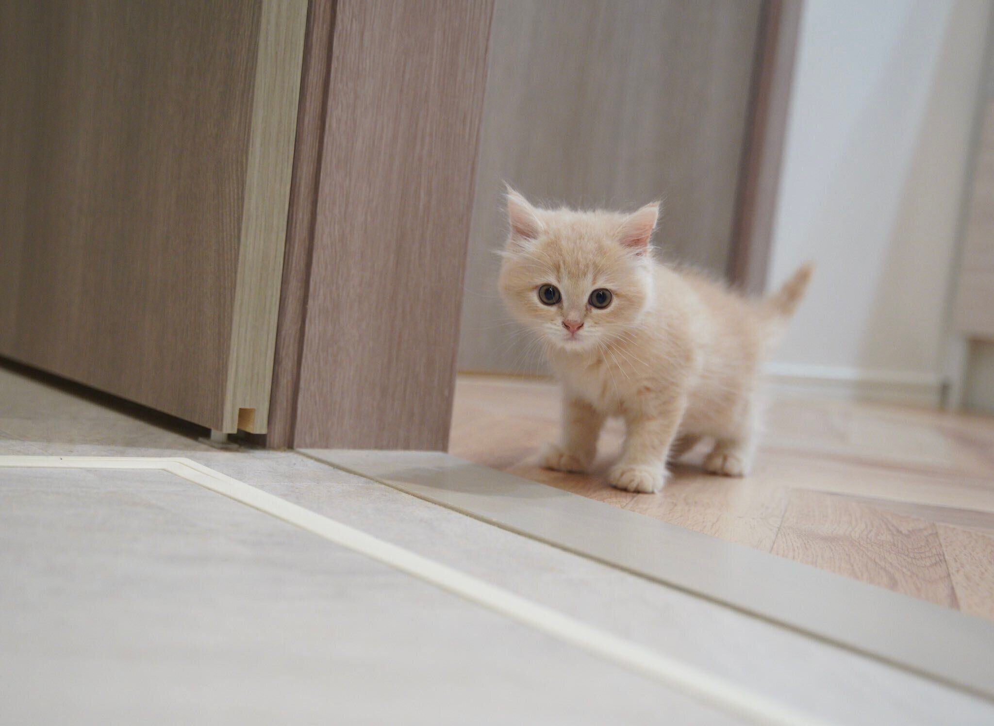 部屋を探検するてんぷらくん