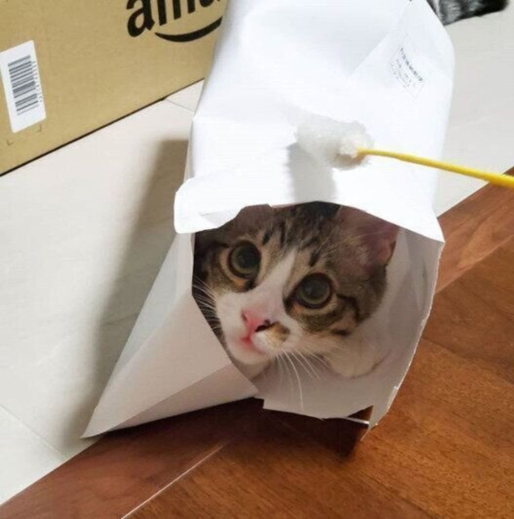 愛猫が喜ぶdiy 身近な材料を 猫トンネル にリメイクしよう ねこのきもちweb Magazine 愛猫が喜ぶdiy 身近な材料を 猫トンネル にリメイクしよう ねこのきもちweb Magazine