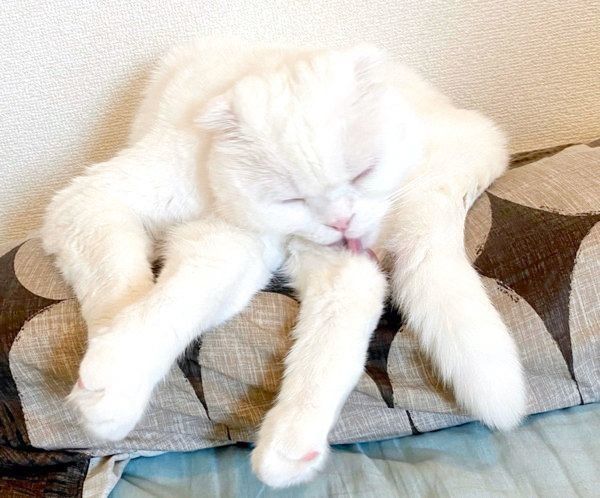 謎の座り方をするむくちゃん