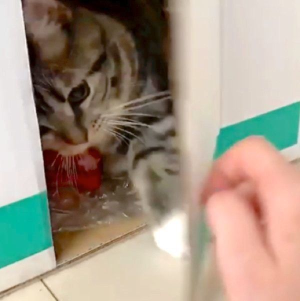 ダンボールハウスで遊ぶマンチカン