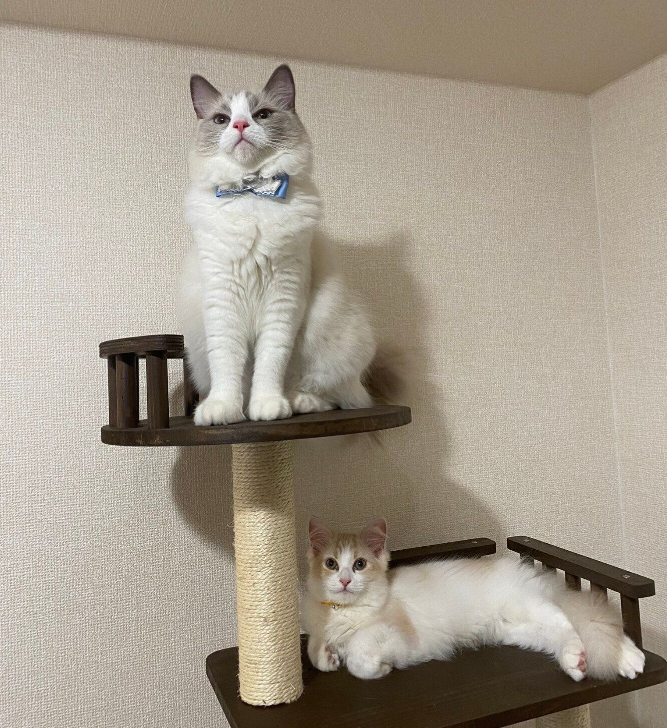 キャットタワーから飼い主さんを見る睡蓮ちゃん、もなかくん