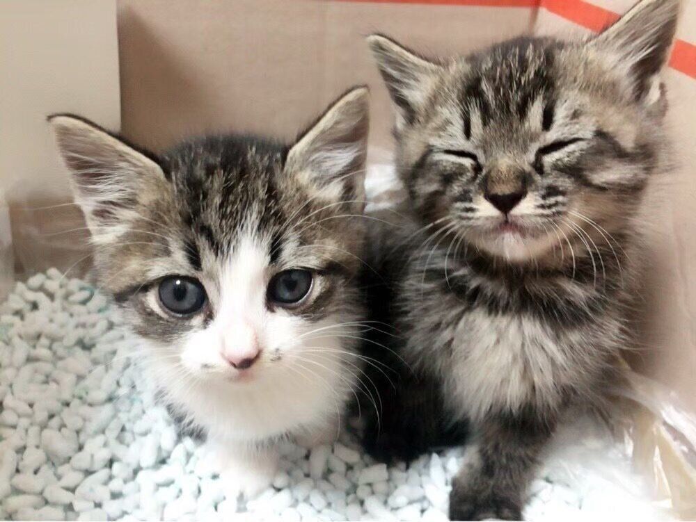 2匹の生後1カ月頃の子猫