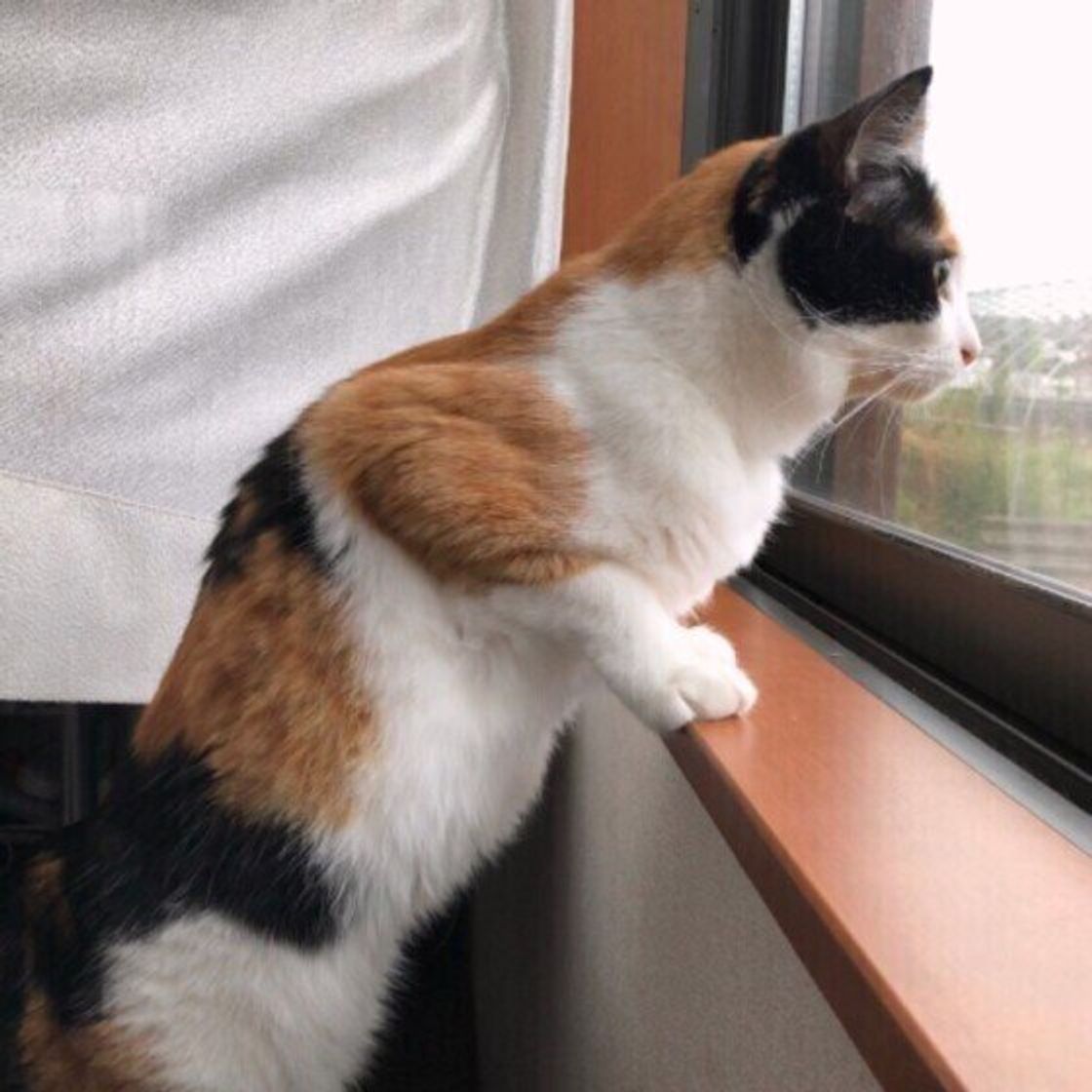 台風を怖がる猫が見せる行動は 飼い主がやってあげたいケアを獣医師が解説 ねこのきもちweb Magazine 台風を怖がる猫が見せる行動は 飼い主がやってあげたいケアを獣医師が解説 ねこのきもちweb Magazine