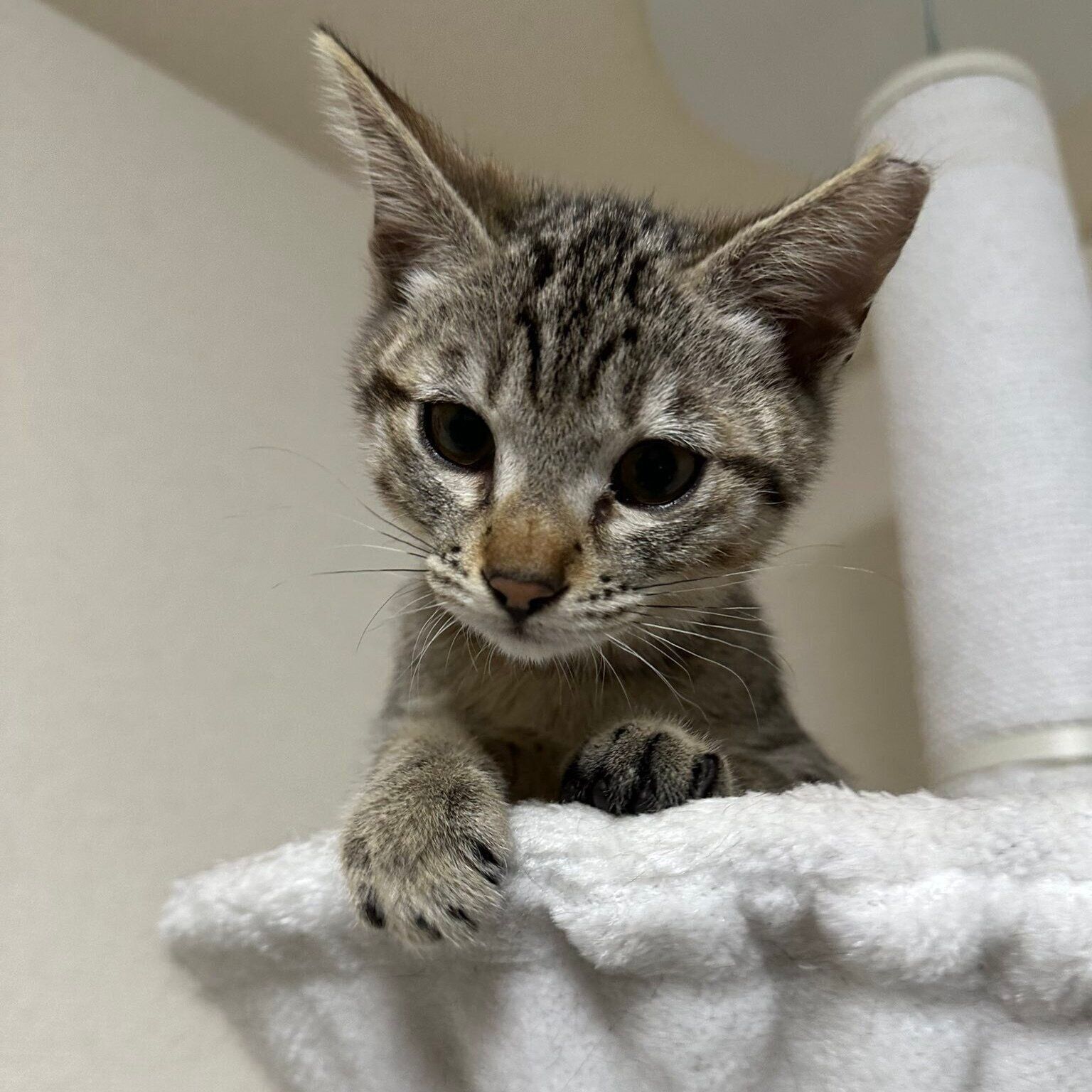 飼い主さんの家にやってきたころのはるちゃん（撮影時、生後推定4カ月）。