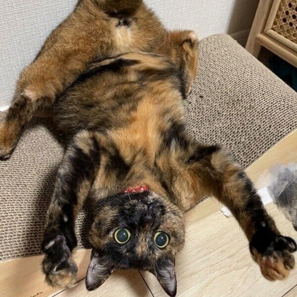 帰宅した飼い主さんを盛大にお迎えするしゃけちゃん