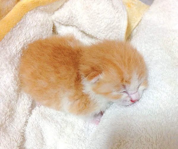 生後数日で保護された虎徹くん