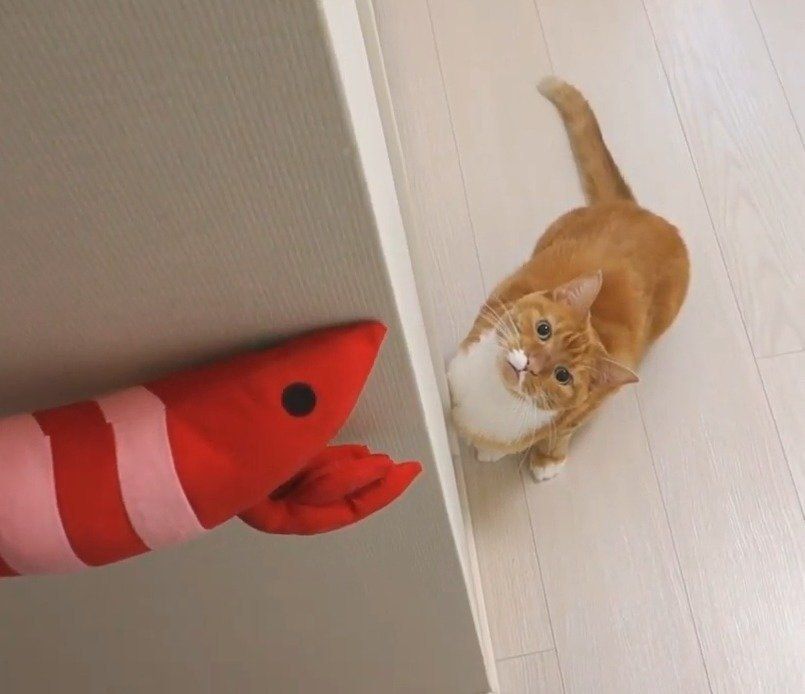 おもちゃと猫