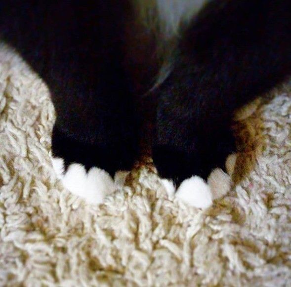 5本指ソックスを履いているみたいな猫の手