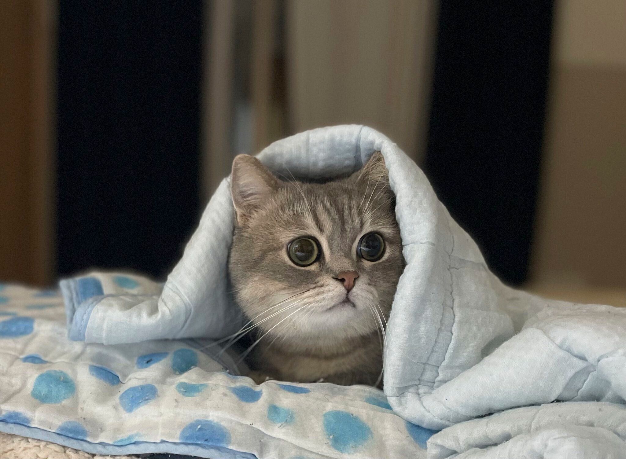 布団に紛れ込むたーちゃん　かわいすぎる♡