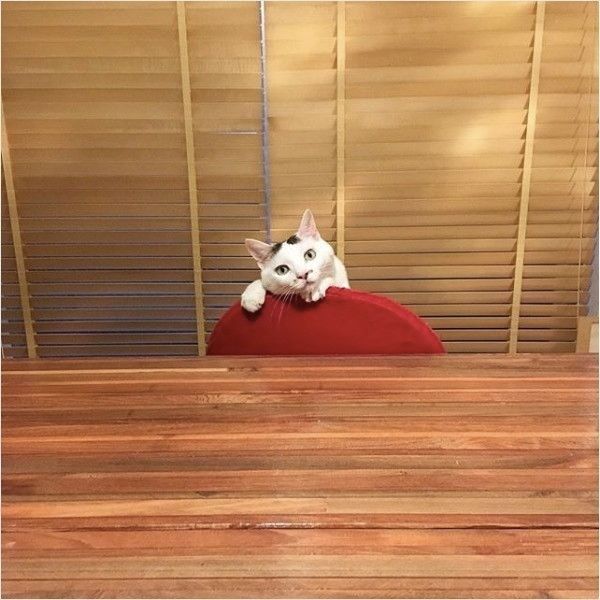 ひょっこりニャンコ