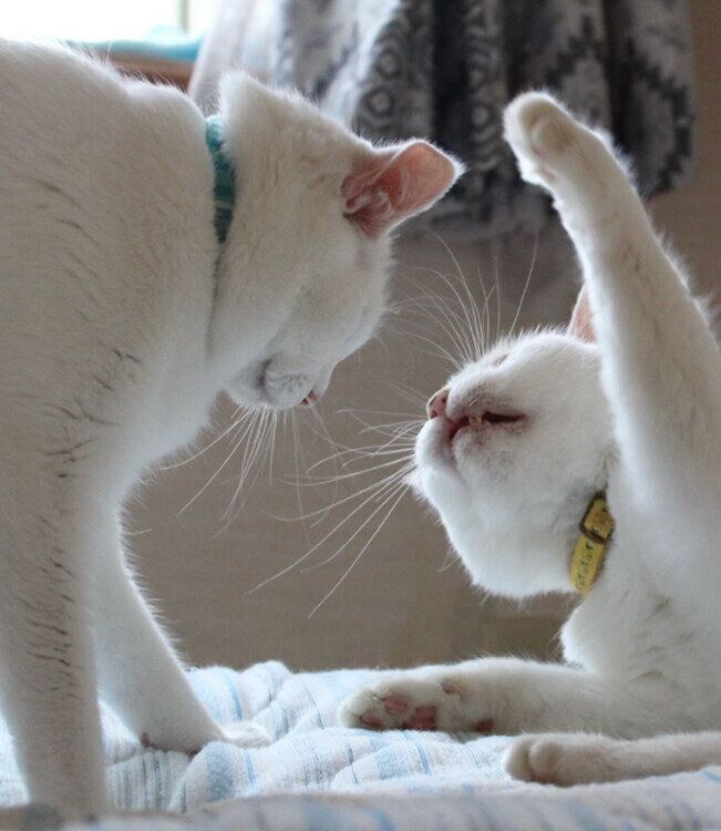 じゃれあうリリーちゃんとぷるちゃん