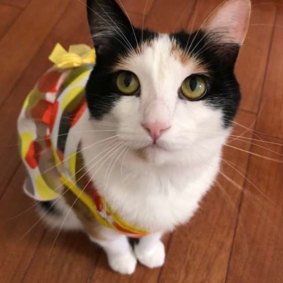 じーっと見つめる三毛猫