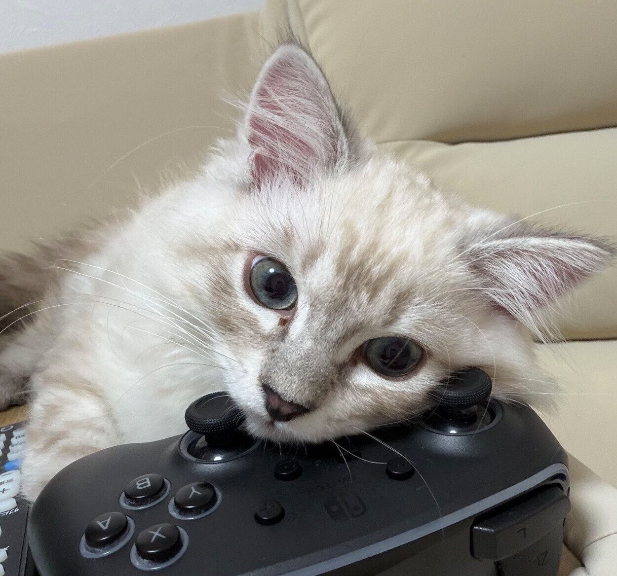 コントローラーにあご乗せするかるびくん
