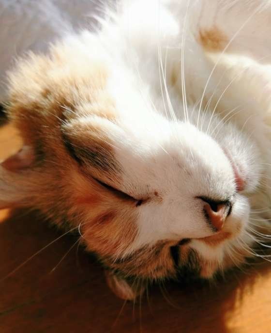 ひなたぼっこでお昼寝中の猫