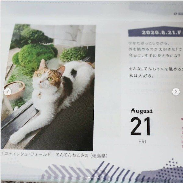 「まいにちにゃんこ2020」