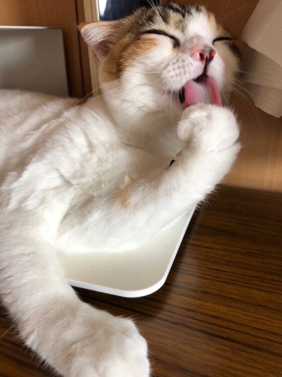 前足をなめるスコティッシュフォールド