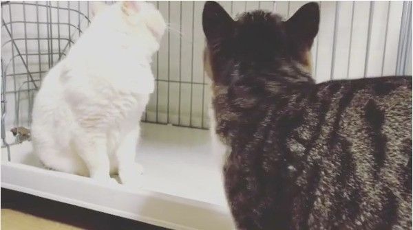 ボール大好きニャンコ