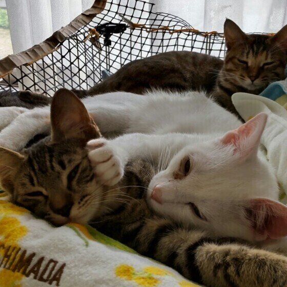 手づくりハンモックで3匹仲良くお昼寝