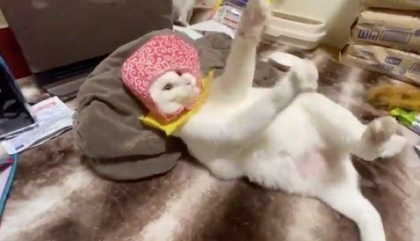 猫じゃらしで遊ぶシャオリンちゃん