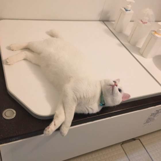 マイペースにお風呂で寝転ぶみーたんくん