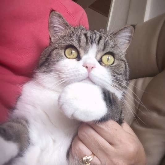 抱っこされる猫