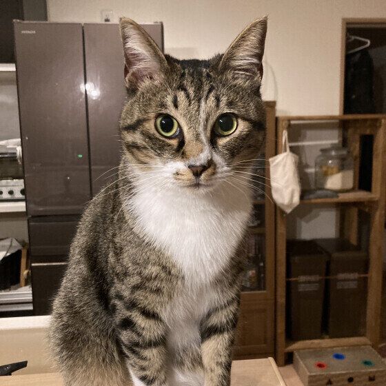 キッチンの見張り役をする十くん