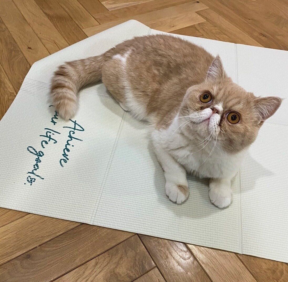 くつろぐちゃまろくん