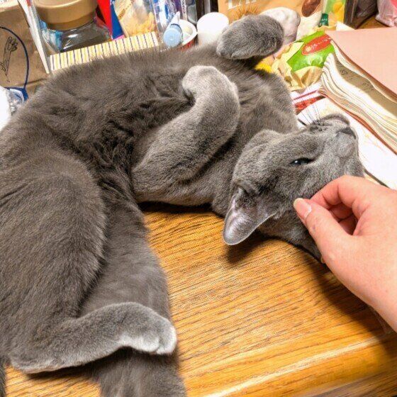 仰向けでなでられるロシアンブルー