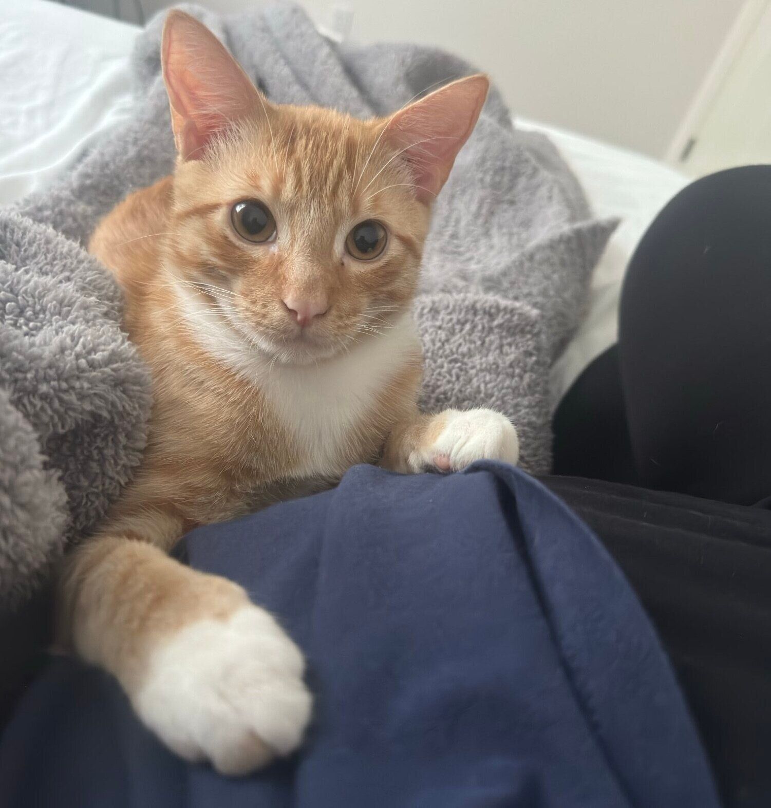 飼い主さんに寄り添うきなこくん