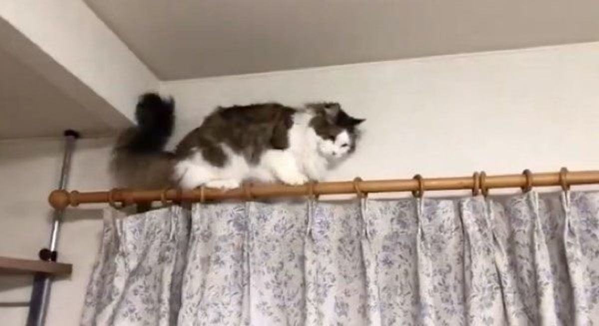 高い所に登ってみたけど 降りられなくなった猫の可愛い反応 ねこのきもちweb Magazine 高い所に登ってみたけど 降りられなくなった猫の可愛い反応 ねこのきもちweb Magazine