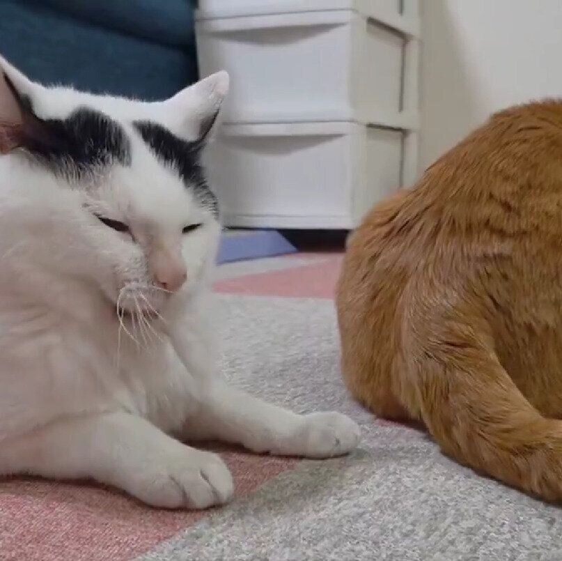 話題になった投稿動画の一場面に映るこもちゃんとちゃーくん