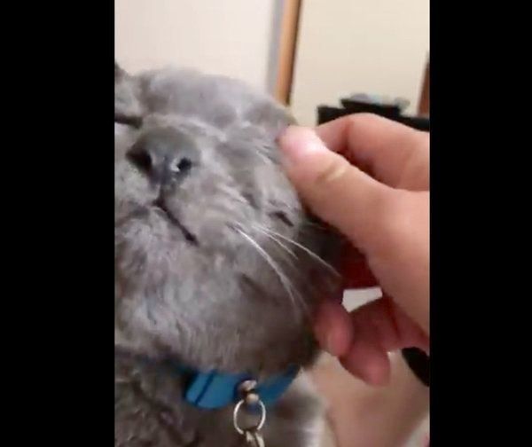 飼い主さんにナデナデしてもらうニャーゴチンちゃん
