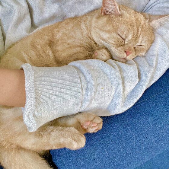 マンチカンのつむぎちゃん♪