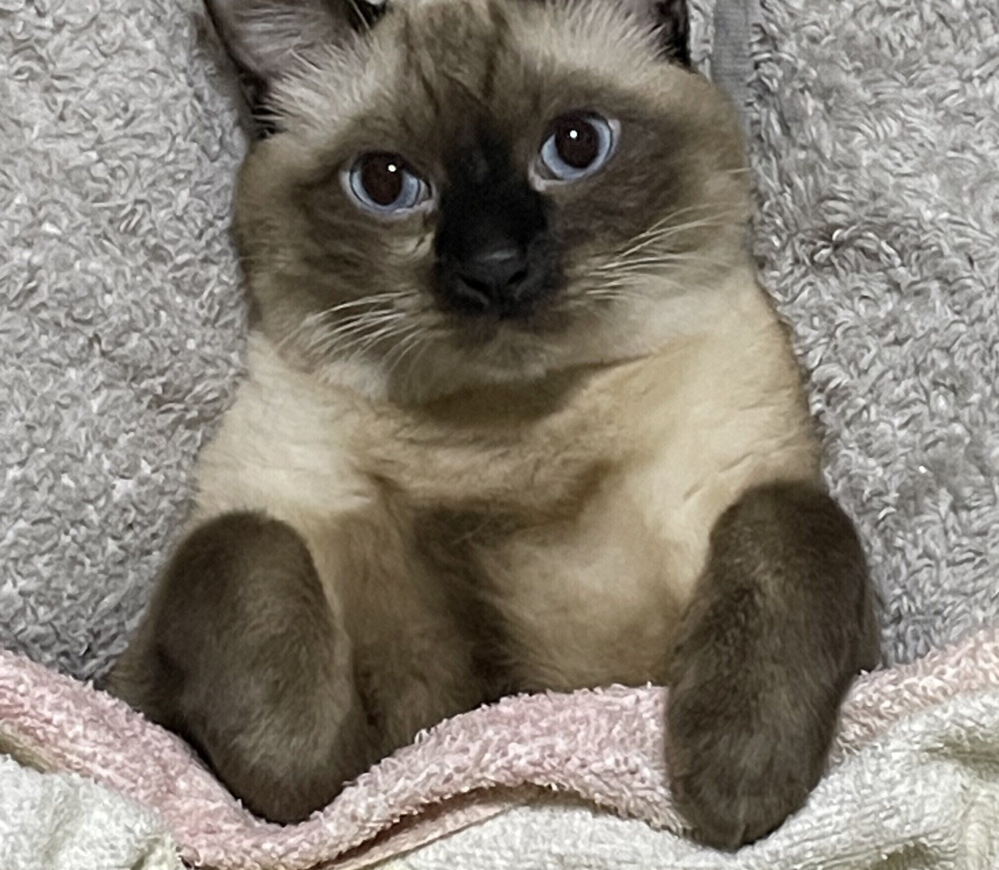 布団にもぐるこじろーくん