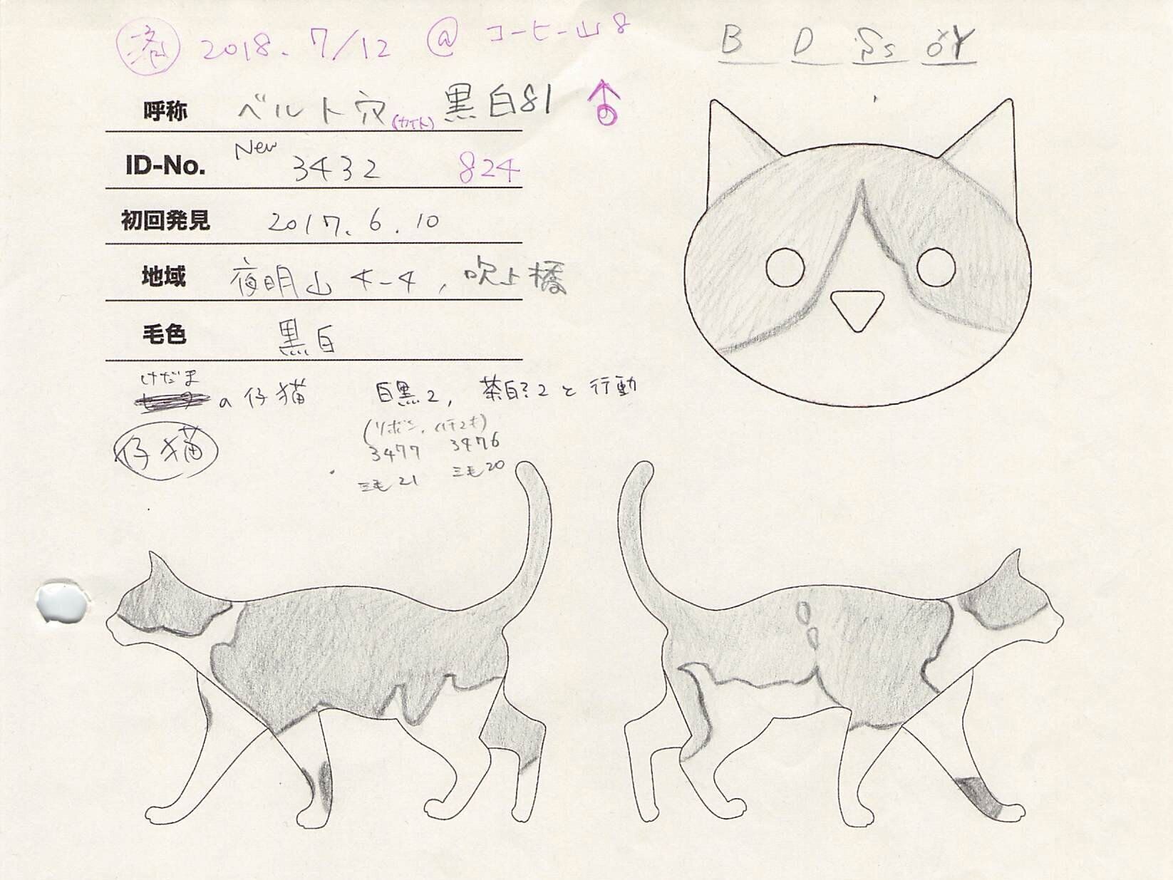 写真提供／小笠原ネコプロジェクト