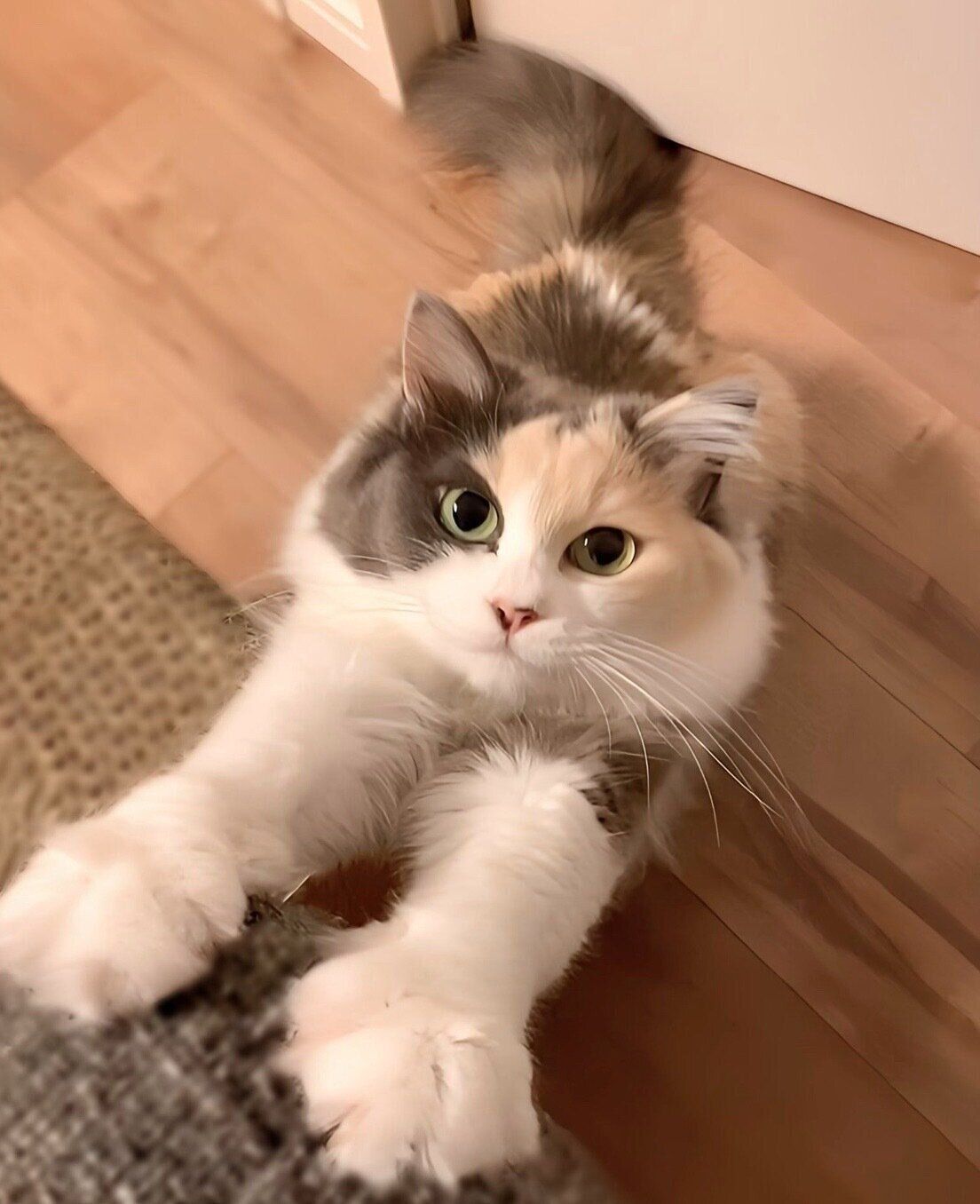 見つめるハンちゃん