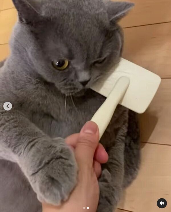 飼い主さんの手をおさえるグリちゃん