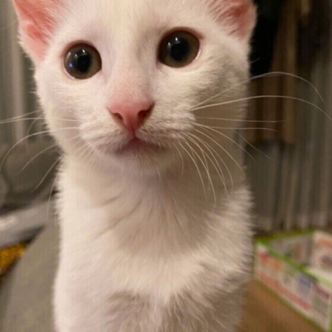 愛猫のためにこんな対策をしておけばよかった 地震や台風などの災害を経験した猫飼いさんの体験談 ねこのきもちweb Magazine 愛猫のためにこんな対策をしておけばよかった 地震や台風などの災害を経験した猫飼いさんの体験談 ねこのきもちweb Magazine