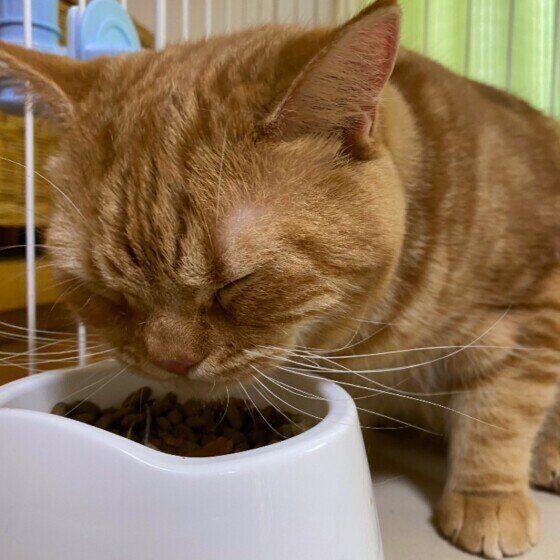 カリカリを食べるスコティッシュフォールド