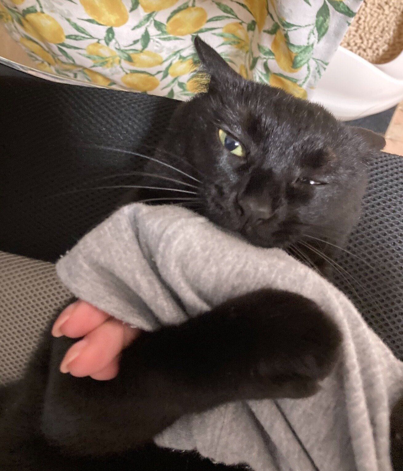 飼い主さんの腕を抱えるあさりちゃん