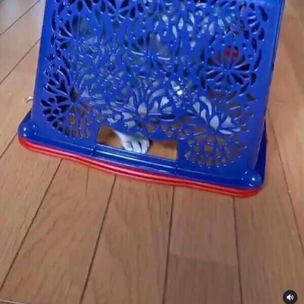 カゴに入るグレコちゃん